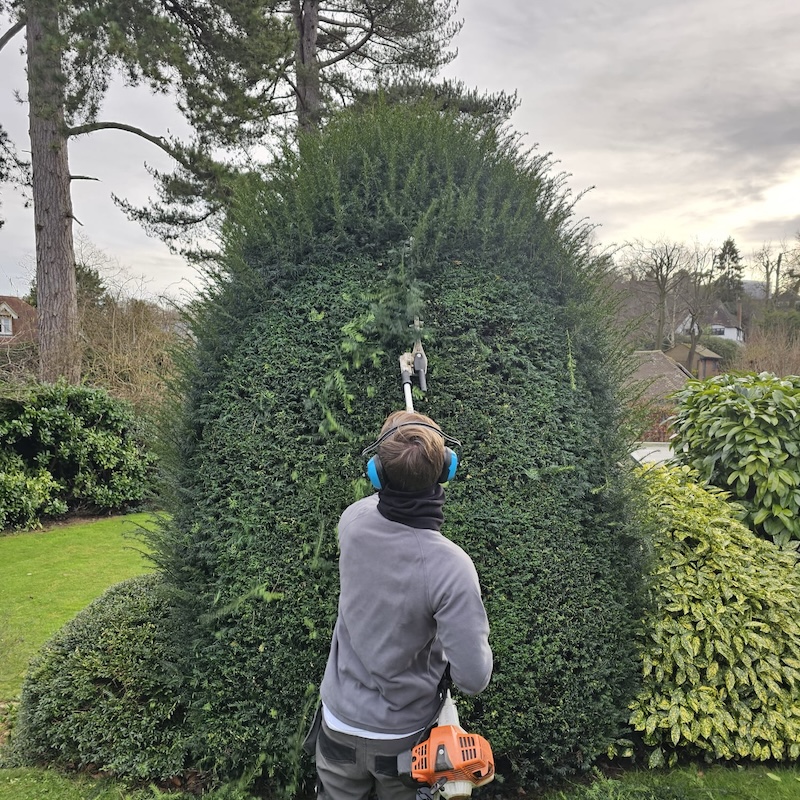 Hedge being trimmed with long trimmer