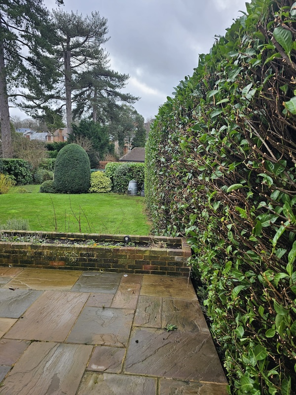 Side profile of trimmed garden hedge in Sevenoaks