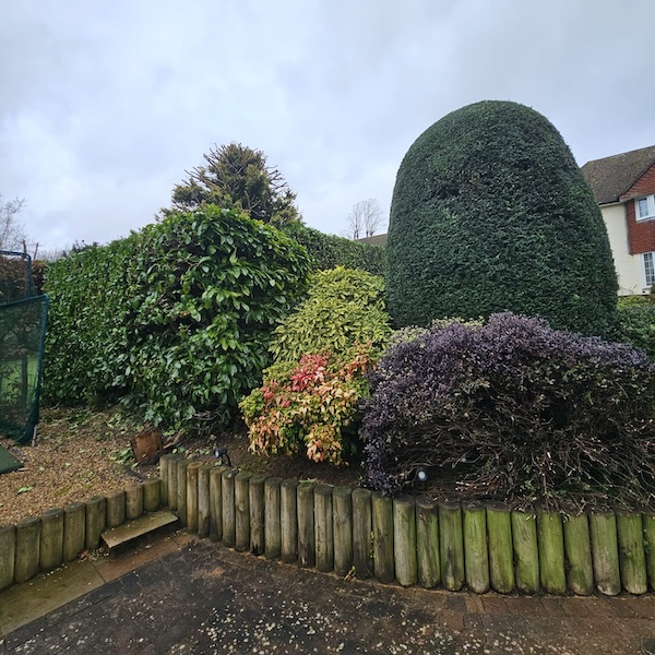 Freshly trimmed hedges in garden in Sevenoaks